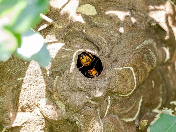 Comment détruire un nid de frelons en toute sécurité ?