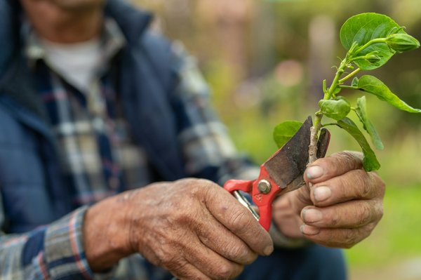 Choisir le sécateur électrique idéal pour votre jardinage
